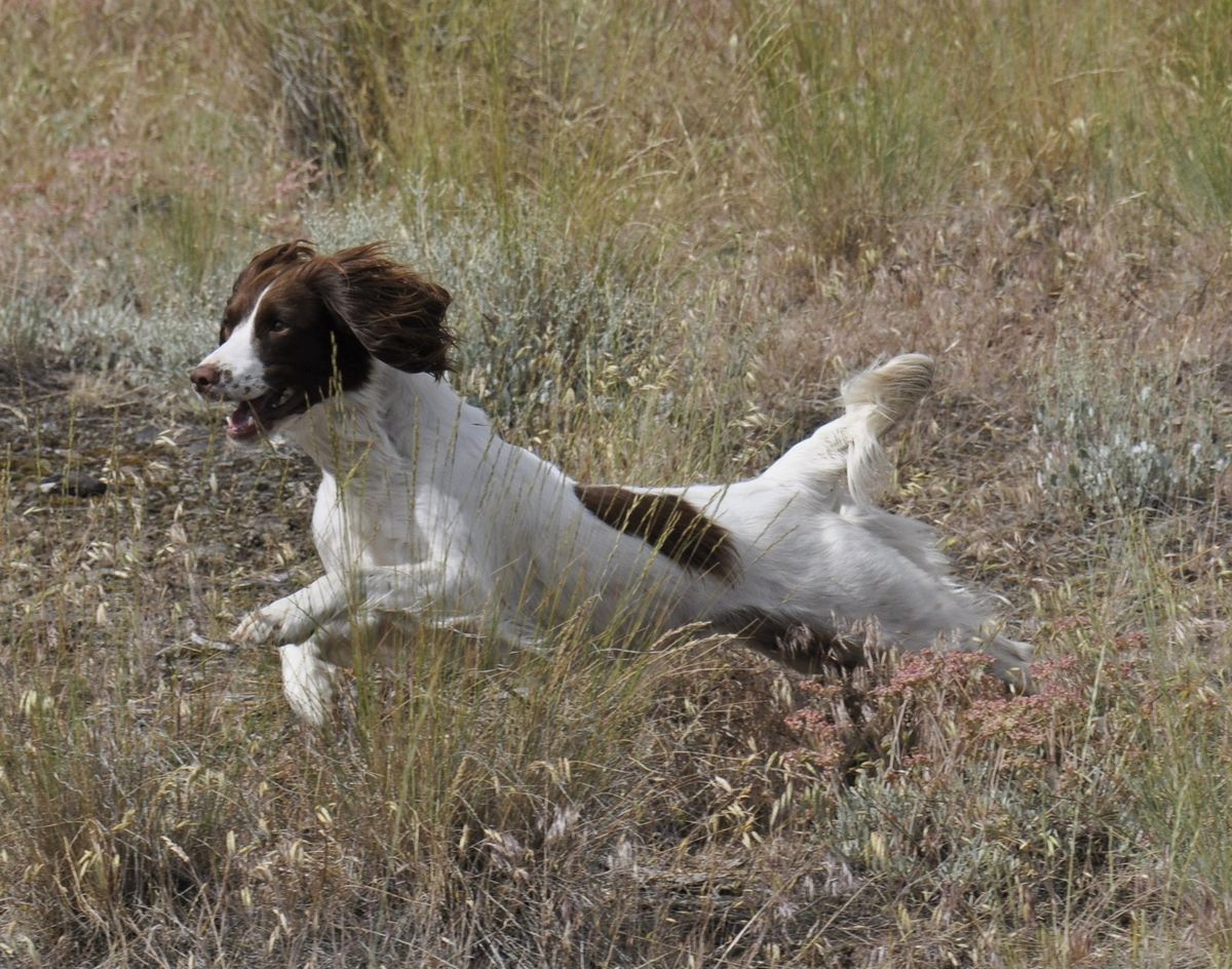 Springer spaniel. (Rich Landers)