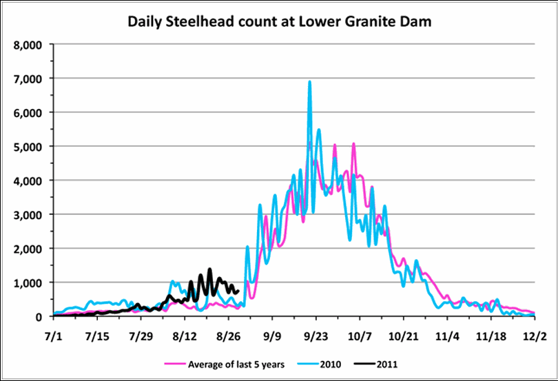 Steelhead counts over Lower Granite Dam, Aug. 30, 2011. (Fish Passage Center)