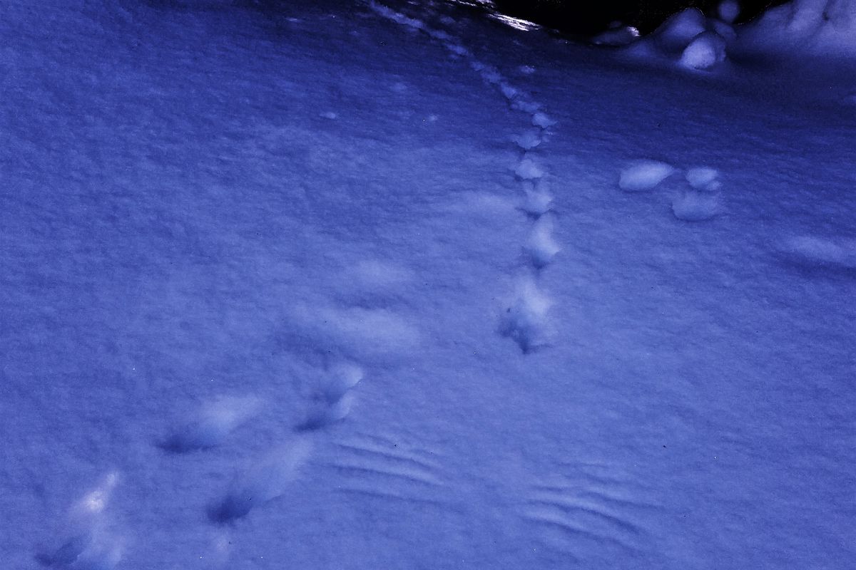 A mountain grouse track crosses a snowshoe hare track before the bird launched to fly away. (Rich Landers)