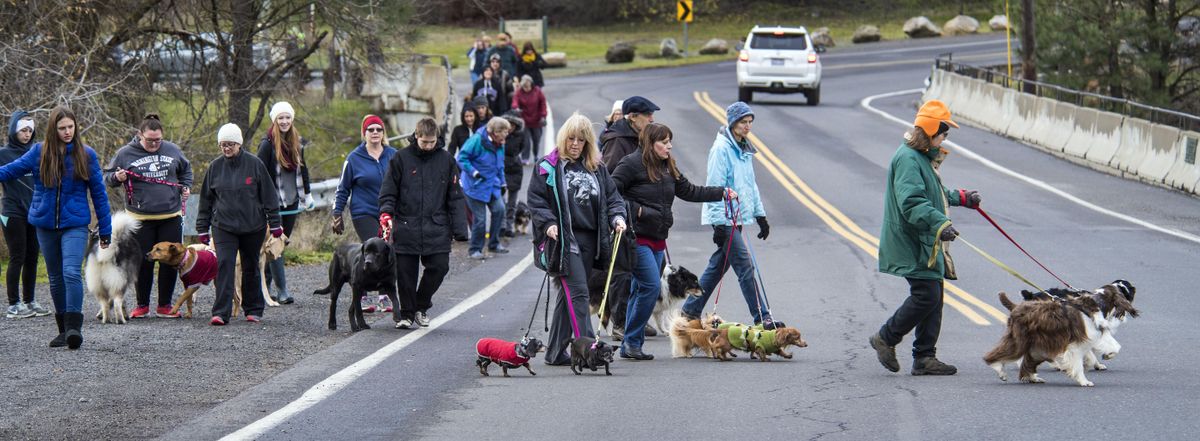 Packs of people and dogs participating in the 9th Annual Thanks for the Walk Thanksgiving Day Dog Walk cross Riverside Avenue and head toward the Sandifur Bridge, Nov. 24, 2016, in Spokane, Wash. (Dan Pelle / The Spokesman-Review)