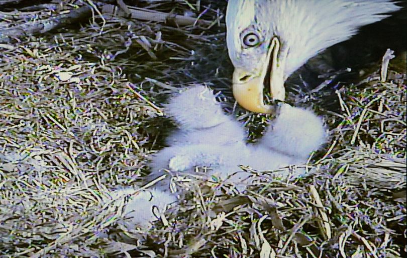 A Decorah Fish Hatchery bald eagle feeds its chicks before a web camera. (Mary Regist / Courtesy photo)