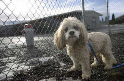 
Older pets are often trained and housebroken, and cherish attention.
 (File/ / The Spokesman-Review)