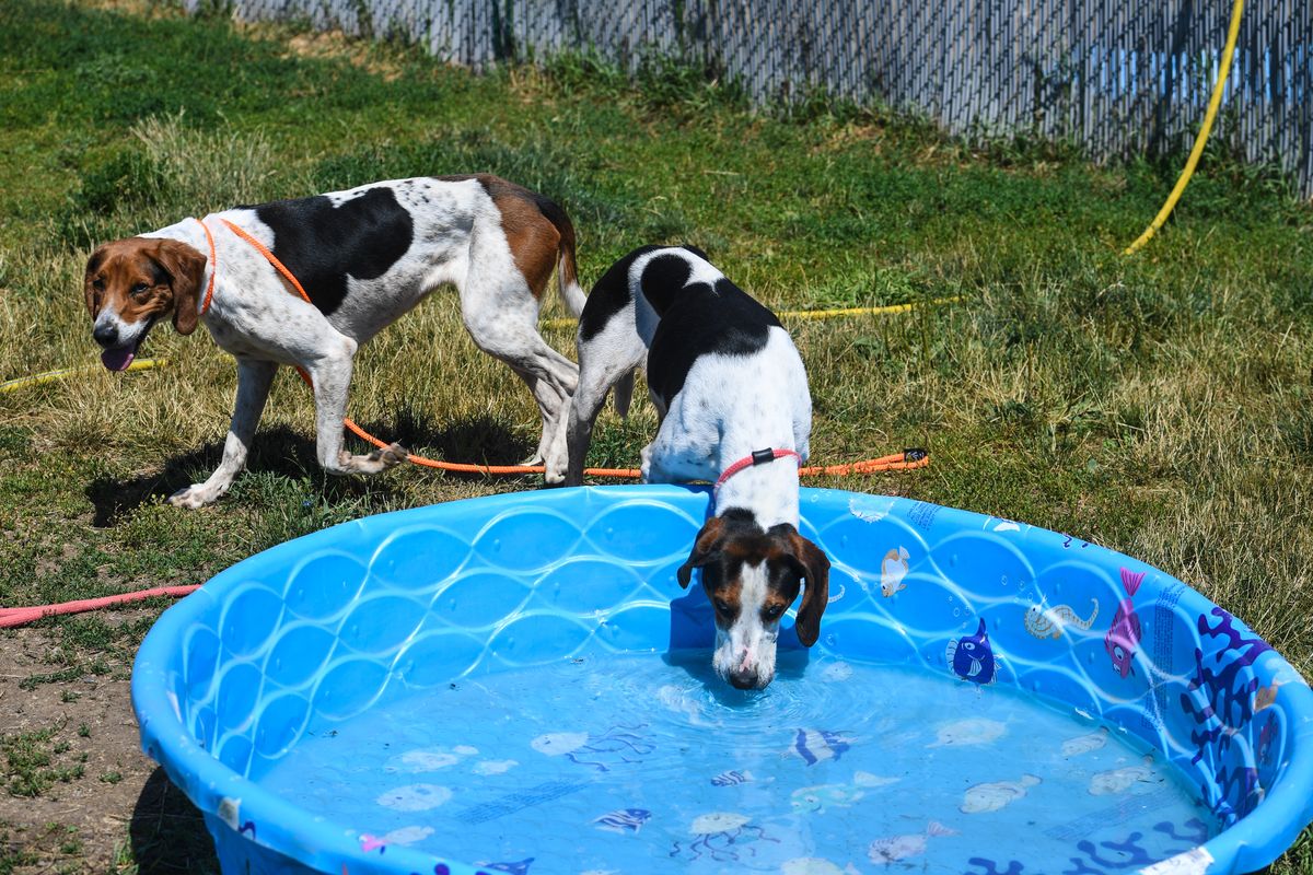 Brother and sister, Pond, left, and Domino, play in the Spokane Humane Society yard, Tuesday, July 21, 2020. The bonded pair are up for adoption.  (DAN PELLE/THE SPOKESMAN-REVIEW)