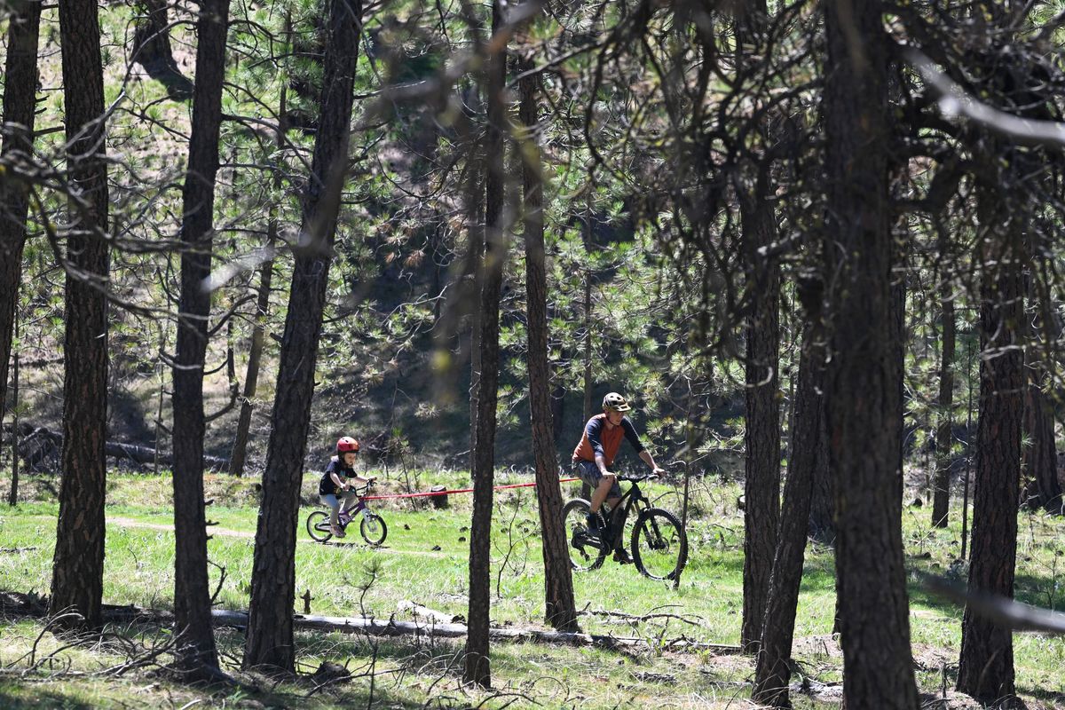 Cyclists ride through the wooded 77 acres of sloping ground and rolling timber known as the Fancher property Monday.  (Jesse Tinsley/THE SPOKESMAN-REVIEW)