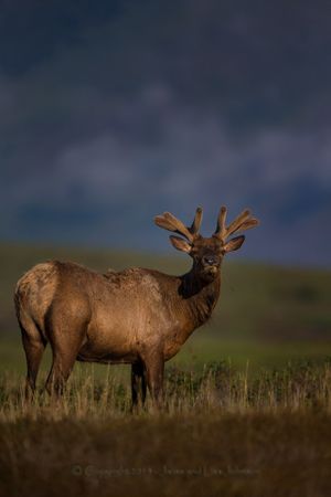 Bull elk with developing antlers in May. (Jaime Johnson)