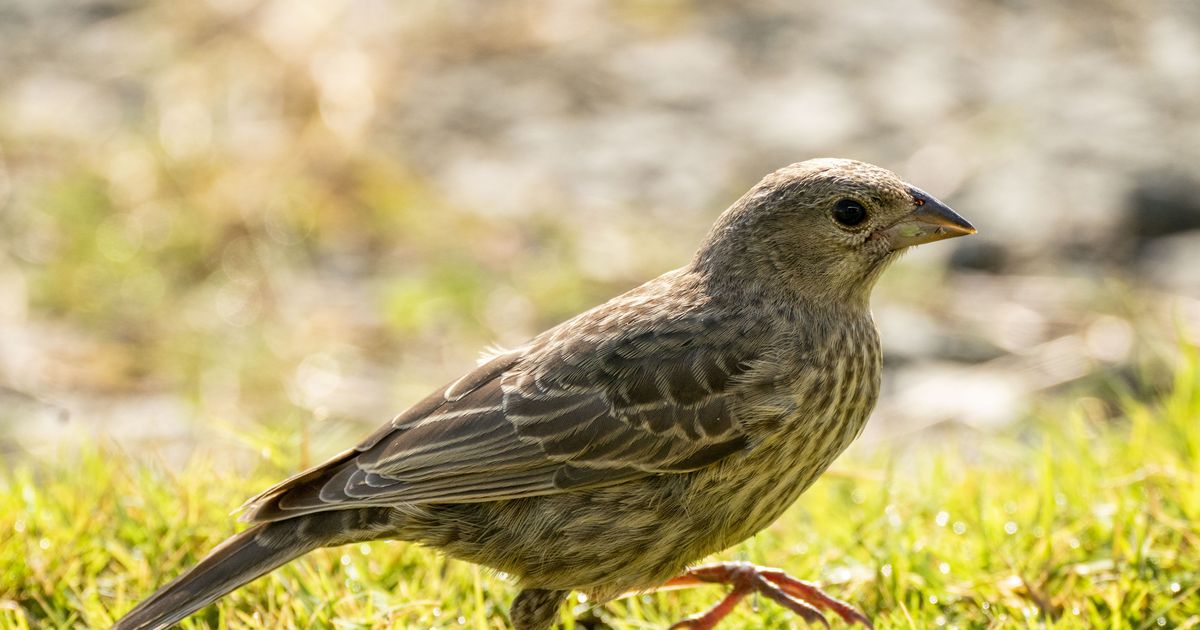 Study shows how size of birds' eyes provides information on environment ...