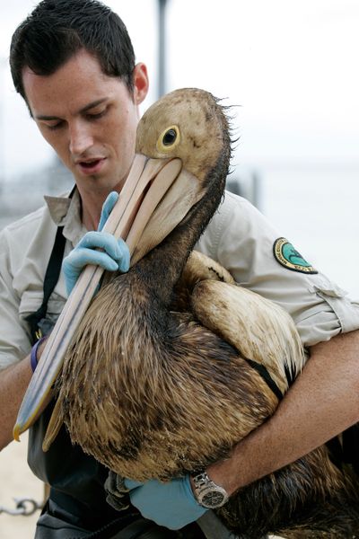 A nature conservation officer carries a pelican, covered in oil, from the beach on Moreton Island near Brisbane, Australia, on Friday. Nearly 40 miles of  beaches have been blackened by an oil spill. (Associated Press / The Spokesman-Review)