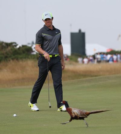 Rory McIlroy of Northern Ireland pauses play and watches a pheasant crossing the 8th green during the second day of the British Open Golf championship at the Royal Liverpool golf club, Hoylake, England, on July 18, 2014. (Associated Press)