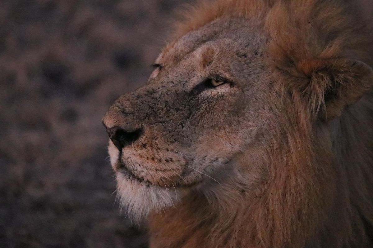 A male lion in Kruger National Park in South Africa. Last summer, Spokane resident Gary Lee went to South Africa with his family. Instead of booking through a standard safari trip, Lee planned the month-long trip himself. He said the trip cost about $8,000 a person, but could have been done much cheaper. (Gary Lee / Courtesy)