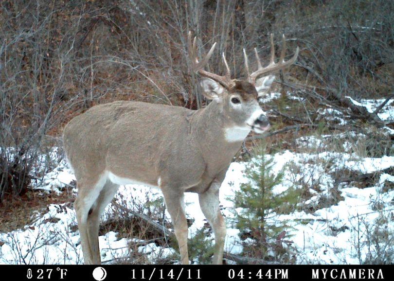 A large whitetail buck comes out of hiding during daylight as he pursues does during the rut in northeastern Washington as documented in this motion-activated trail cam photo on Nov. 14, 2011. (Kevin Scheib)
