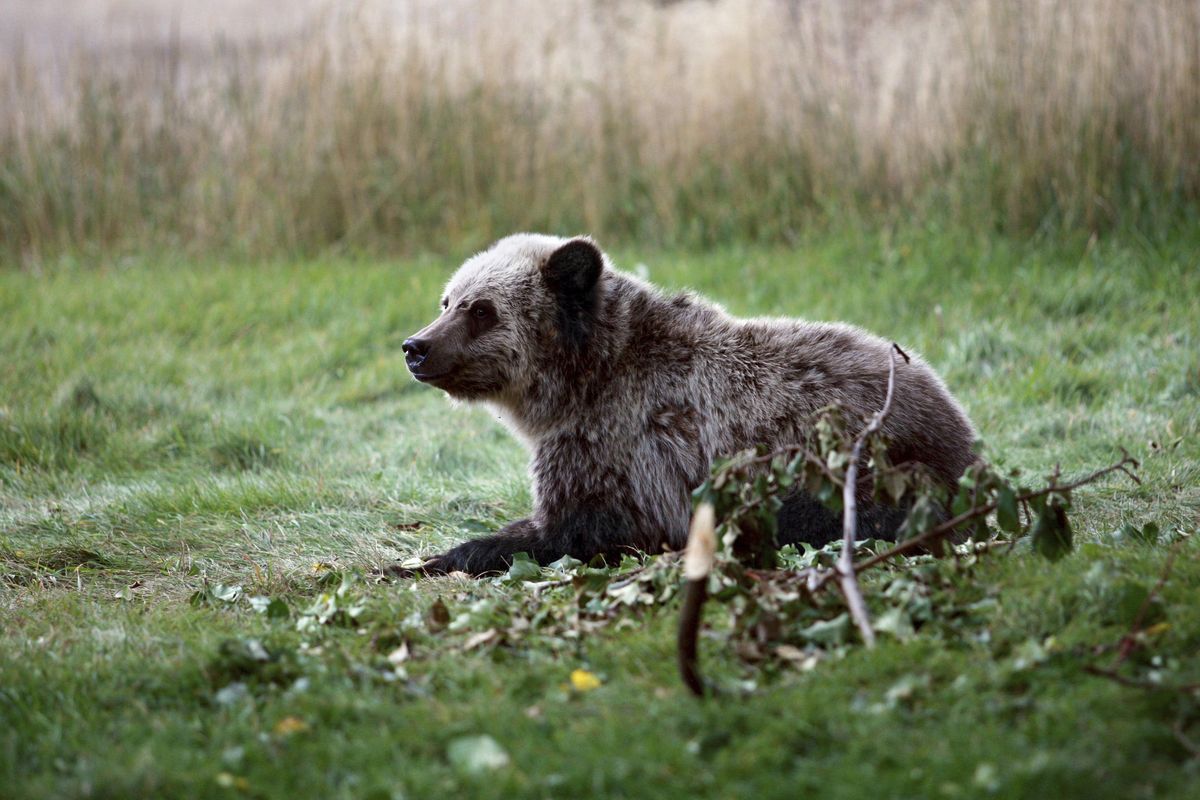 In this Sept. 25, 2013 photo, a grizzly bear cub rests near a cabin a few miles from the north entrance to Yellowstone National Park in Gardiner, Mont. (Alan Rogers / AP)