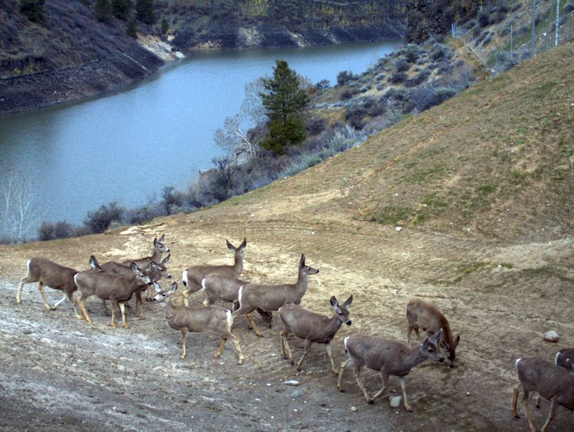 A herd of deer uses a wildlife underpass on Highway 21 east of Boise not long after it was constructed in spring 2011.