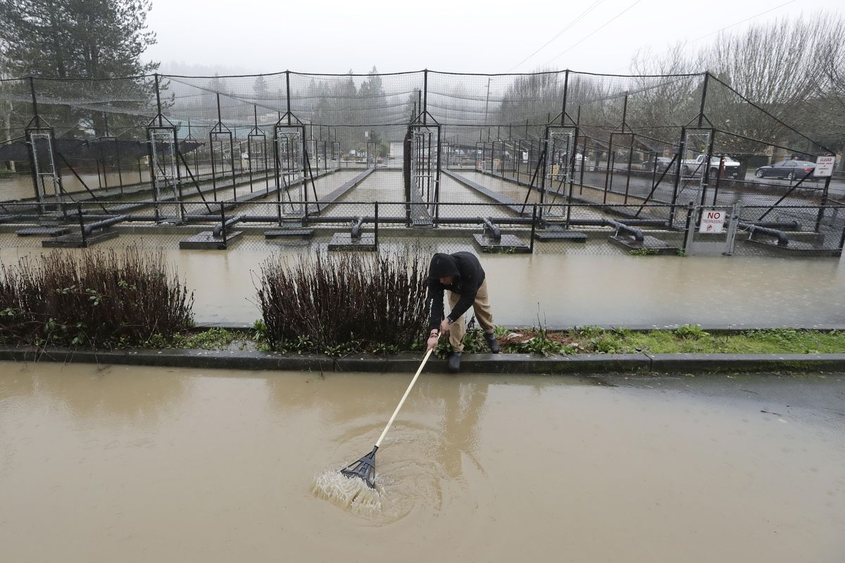 Gonzalo Vasquez uses a rake to try and clear a drain as muddy flood waters from Issaquah Creek rise toward the Issaquah Fish Hatchery behind Thursday, Feb. 6, 2020, in Issaquah, Wash. Heavy rain sent the creek over a major roadway, under an apartment building east of Seattle and up to the foundations of homes as heavy rains pounded the region. (Elaine Thompson / Associated Press)
