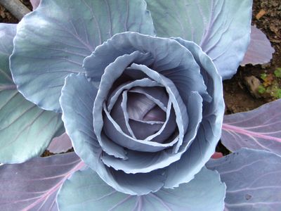 Red cabbage is a flavorful cool-season crop that adds beauty to the vegetable garden as well. Special to  (SUSAN MULVIHILL Special to / The Spokesman-Review)