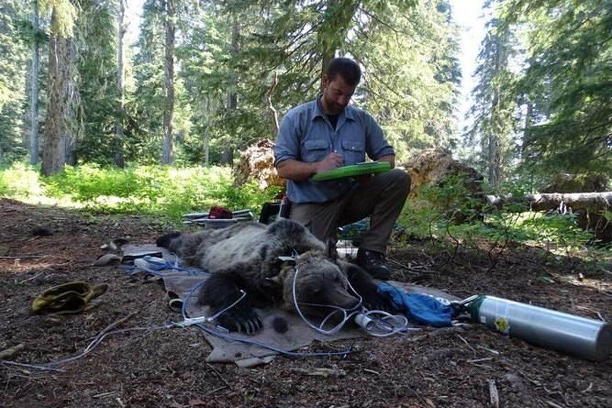 Tyler Vente, a biologist with the U.S. Fish and Wildlife Services monitors an adult female grizzly bear trapped and sedated north of Priest Lake in Idaho. The bear was fitted with a tracking collar, revived and released. Scientists have begun using collared bears to map huckleberry distribution.  (U.S. Fish and Wildlife Services)
