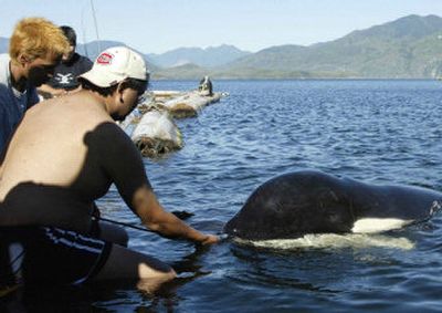 
A First Nations member tries to pet Luna while trying to talk the orca into staying in Yuoquot, B.C., in June 2004. Luna is believed dead after being struck by a tugboat, officials said Friday. 
 (File Associated Press / The Spokesman-Review)
