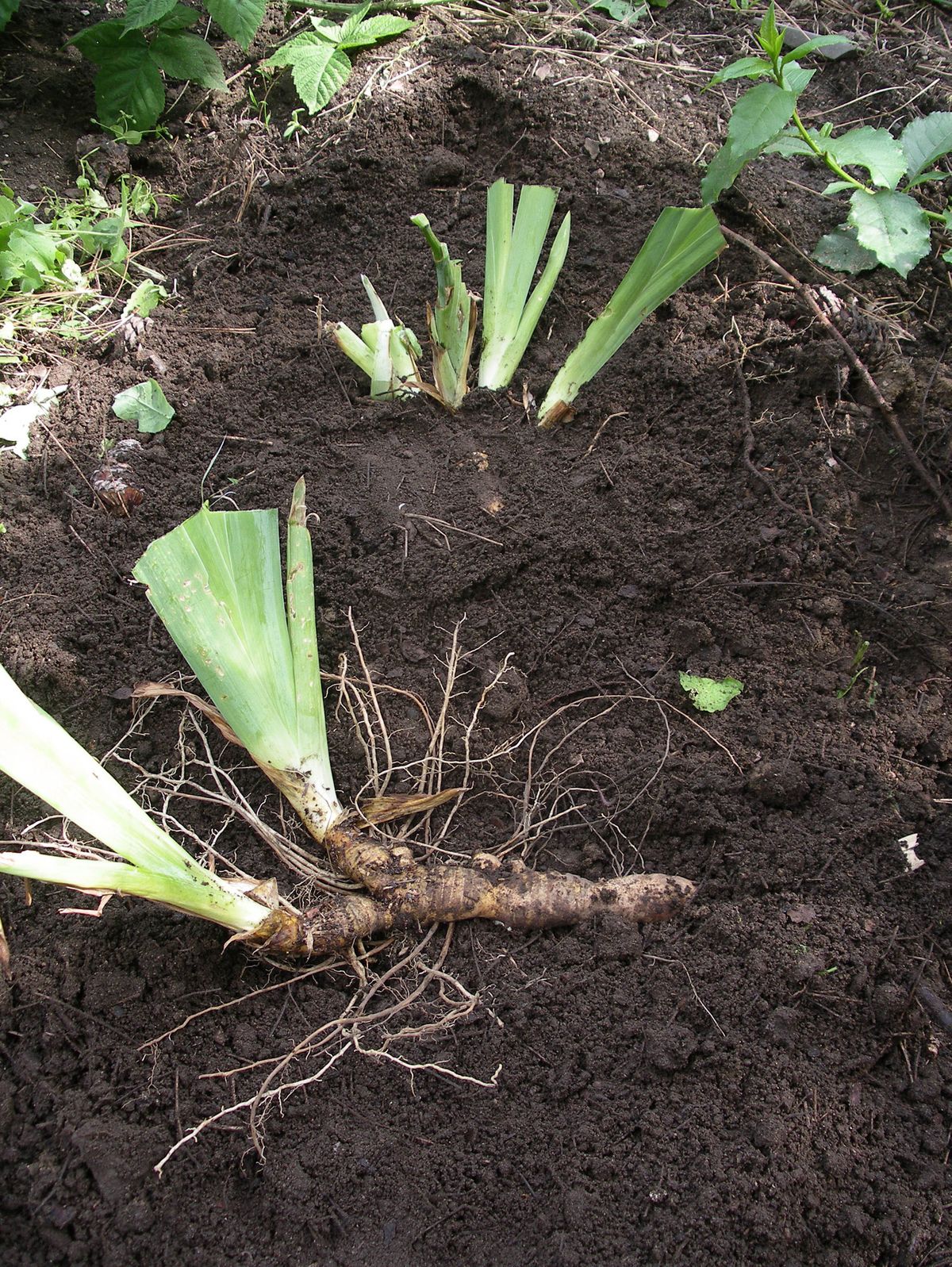 Iris rhizomes should be replanted so the top of the root is at the soil surface. (FILE PHOTOS)