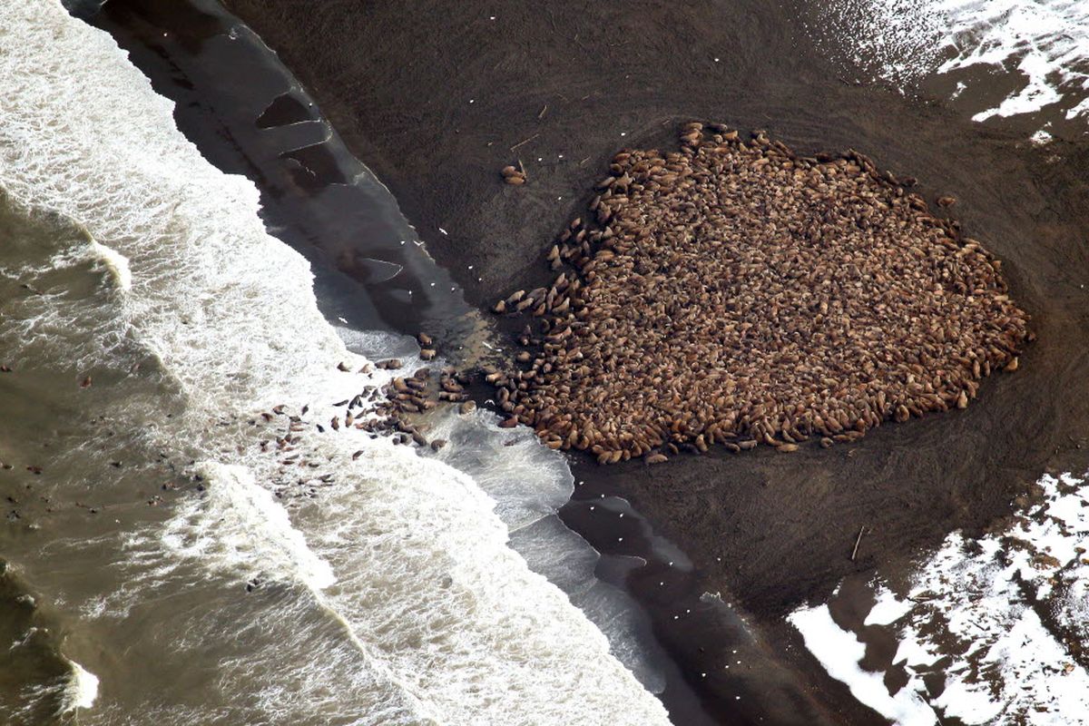 In this aerial photo taken on Sept. 23, 2014 and released by NOAA, some 1500 walrus are gather on the northwest coast of Alaska. Pacific walrus looking for places to rest in the absence of sea ice are coming to shore in record numbers, according to NOAA (NOAA)