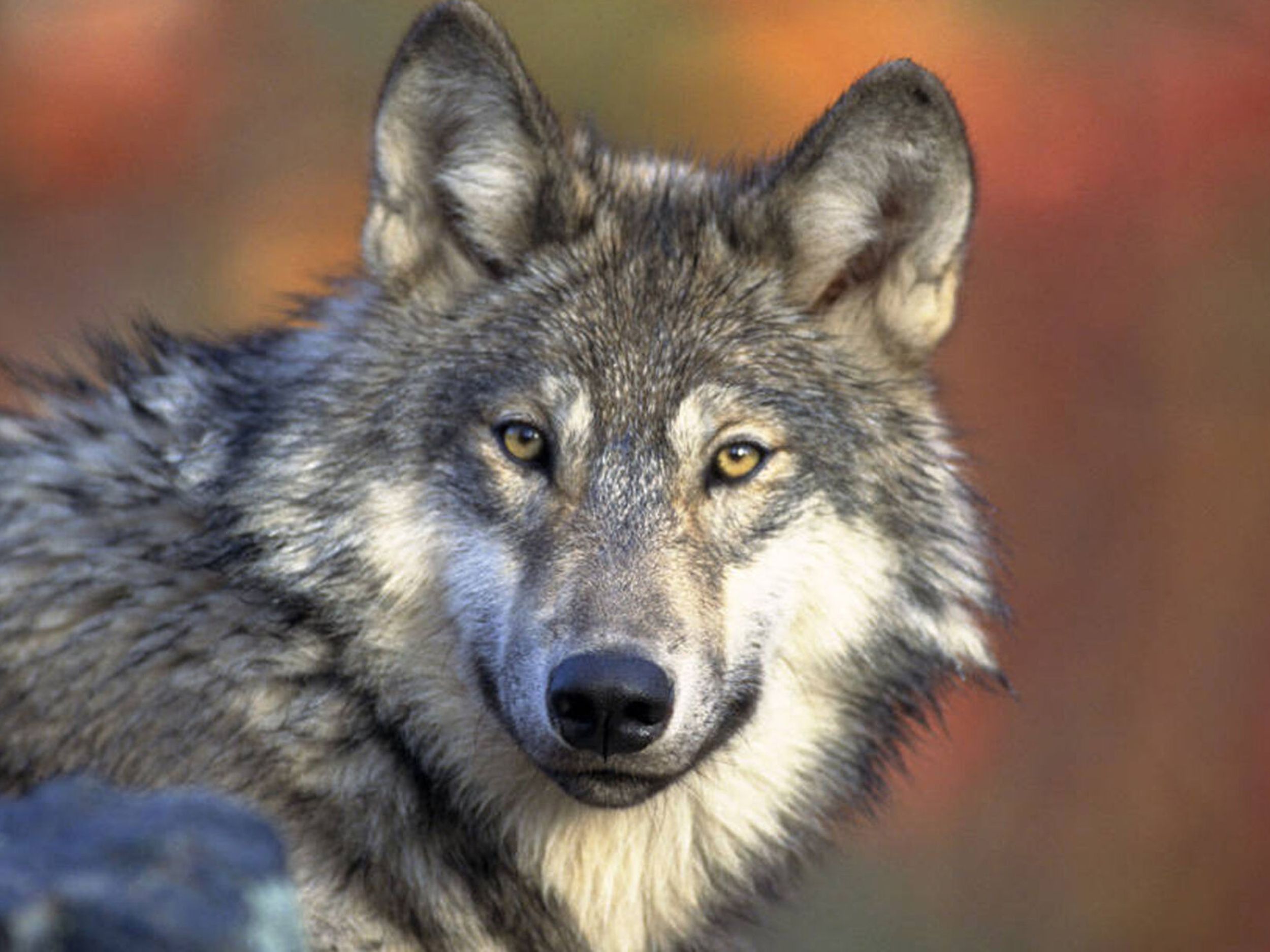 WDFW Orders Lethal Removal in Unnamed Kettle Range Wolf Pack