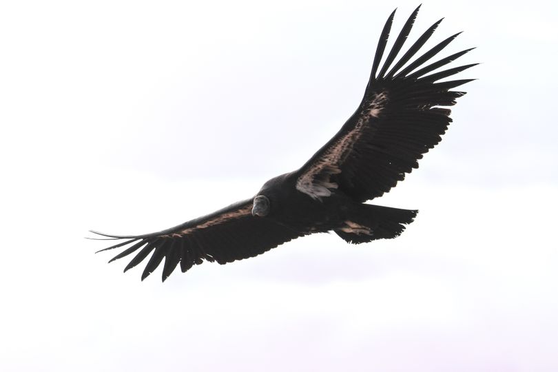 A Vermilion Cliffs condor fledgling soars in Arizona. (The Peregrine Fund)