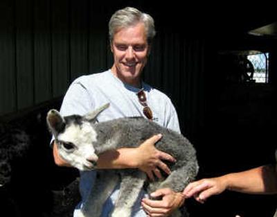 
Bob Shailer, of Janus Alpacas in Athol, holds a day-old alpaca with a tuxedo gray fleece.
 (Noah Buntain / The Spokesman-Review)