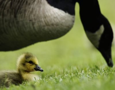 Researchers wonder if urban geese are losing their migration instinct.Associated Press file (Associated Press file / The Spokesman-Review)