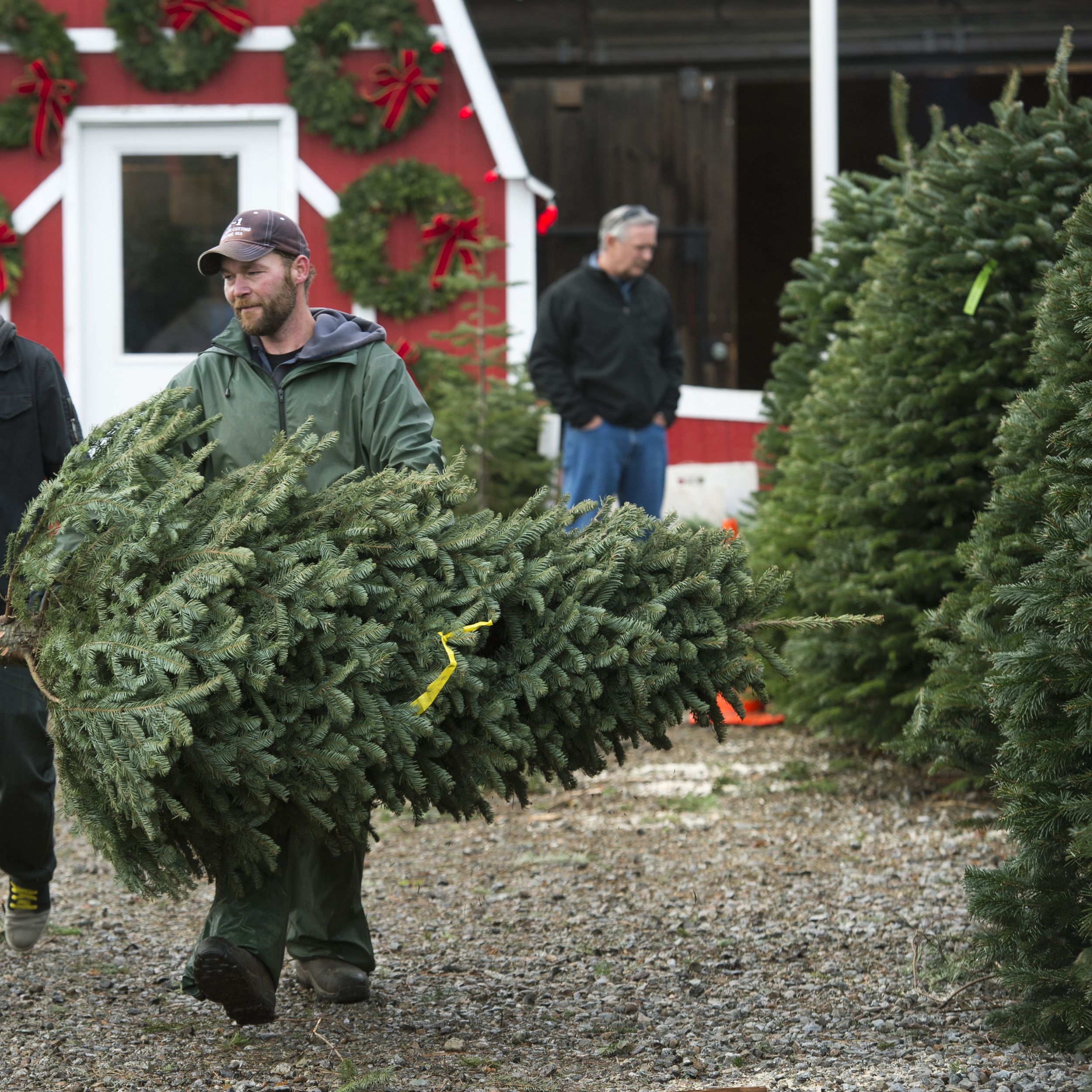 Researcher Aims To Prolong Christmas Trees Lives The Spokesman Review