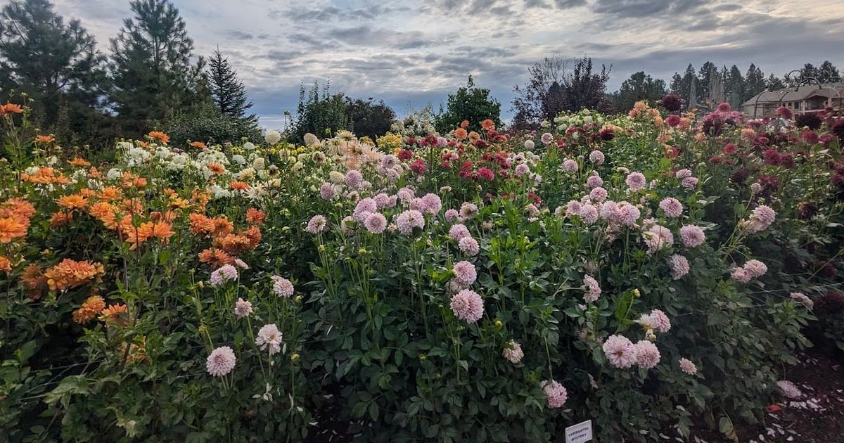 Gardening: Festival a chance to celebrate and learn about dahlias and other flowers