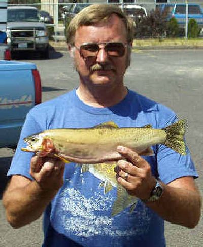 
John E. Moore of Mount Vernon, Wash., may be from the West Side, but he certainly knows his way around Eastern Washington cutthroat trout lakes. Moore caught a Washington state record westslope cutthroat trout with this 1.99-pounder caught June 24 in Muskegon Lake in Pend Oreille County. The 16.5-inch trout surpassed the 1.44-pound record Moore had caught in 2000 from Halfmoon Lake, also in Pend Oreille County. 
 (Photo courtesy of Washington Department of Fish and Wildlife / The Spokesman-Review)