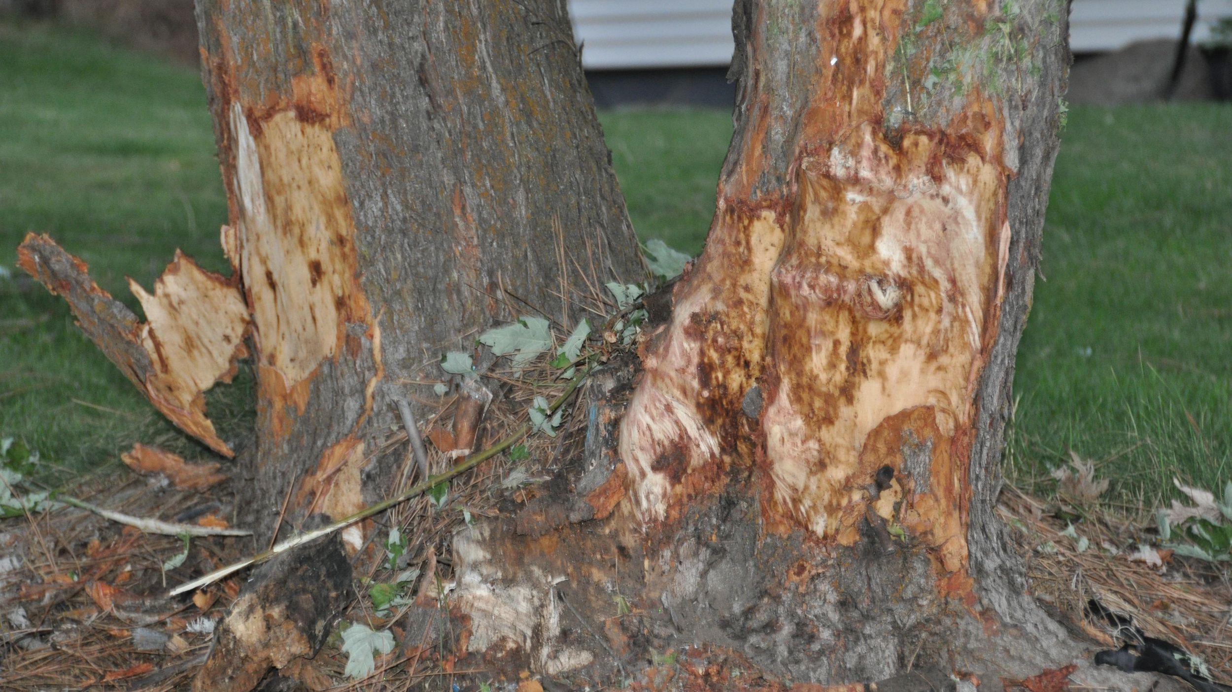 How To Repair A Damaged Tree Trunk