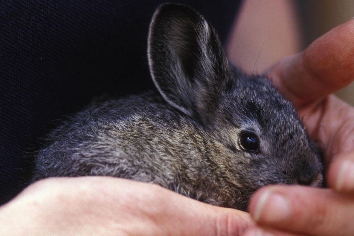 A Columbia Basin pygmy rabbit is seen in the Oregon Zoo’s captive breeding program in this undated photo.  (FILE Associated Press)