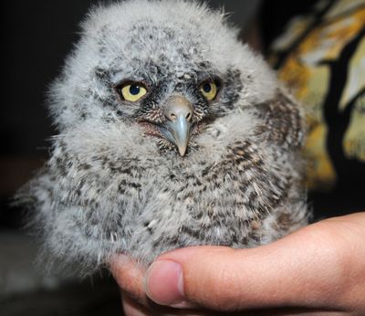 Tiny predators rescued: This baby great horned owl is one of nine being raised by veterinarians at Washington State University after the birds’ nests were destroyed. The owlets, five from one nest and four from another, are being hand-fed a diet of cut-up mice until they are strong enough to eat on their own. They must be fed three times a day. The first four were brought to the university April 13 at roughly 1 week old. Four days later, the second group arrived, at only a few days old. View a video from the WSU veterinary hospital at spokesman.com.