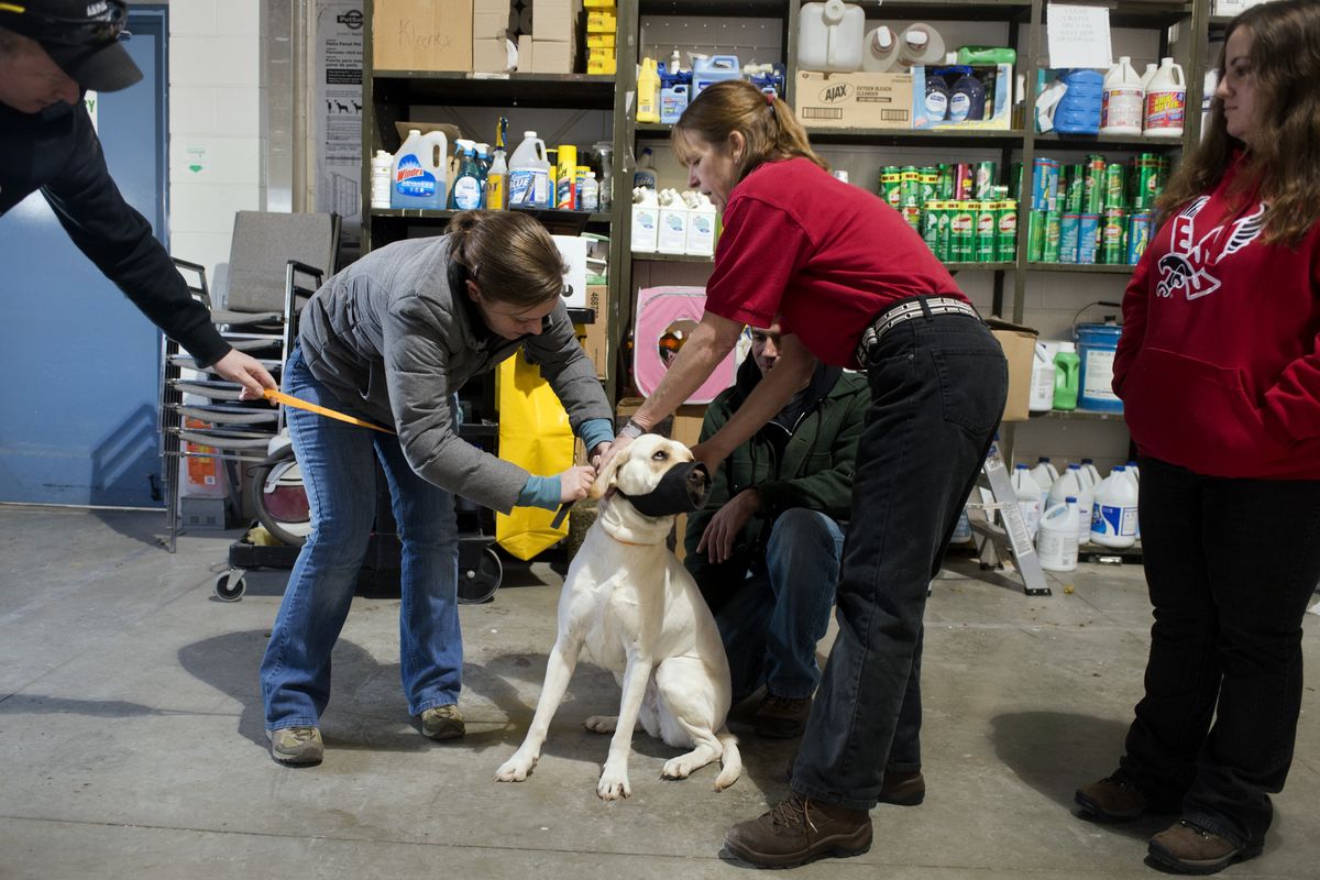 A yellow Labrador retriever waits patiently as, from left, Travis McKinney, Melissa Boyce, Cindy Taskila, Bob Holder and Alison Baccarella take turns putting a fabric muzzle on the dog while they practice their dog handling skills at SCRAPS on Thursday. The dog received a treat after each employee successfully attached the muzzle. Taskila, the shelter manager, was training new hires who will be working as shelter technicians and animal control officers when SCRAPS takes over the city of Spokane’s animal enforcement in January. (Jesse Tinsley)