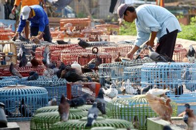 
Indonesians look after their birds at a pigeon club gathering in Jakarta, Indonesia. Indonesia lowered its number of confirmed human fatalities from bird flu to three this week, in line with figures from the World Health Organization.
 (Associated Press / The Spokesman-Review)