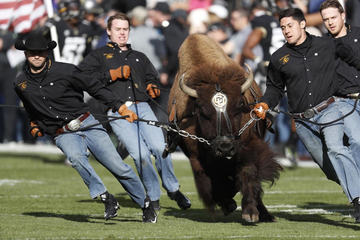 Handlers guide Colorado mascot Ralphie across the gridiron as the team prepares to face Washington State in the first half of an NCAA college football game Saturday, Nov. 19, 2016, in Boulder, Colo. (David Zalubowski / Associated Press)