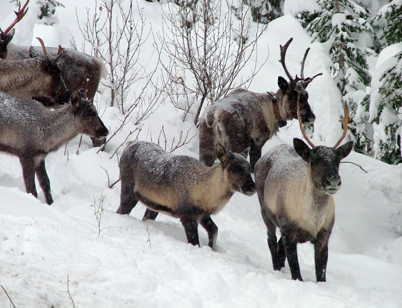 A caribou herd is seen moving north through the Selkirk Mountains in 2005. (Associated Press)