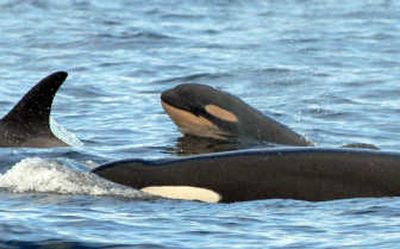 
In this photo provided by the Center for Whale Research, a baby orca surfaces Sunday in Haro Strait, near San Juan Island, Wash. The calf is believed to be about  2 weeks old. Associated Press
 (Associated Press / The Spokesman-Review)