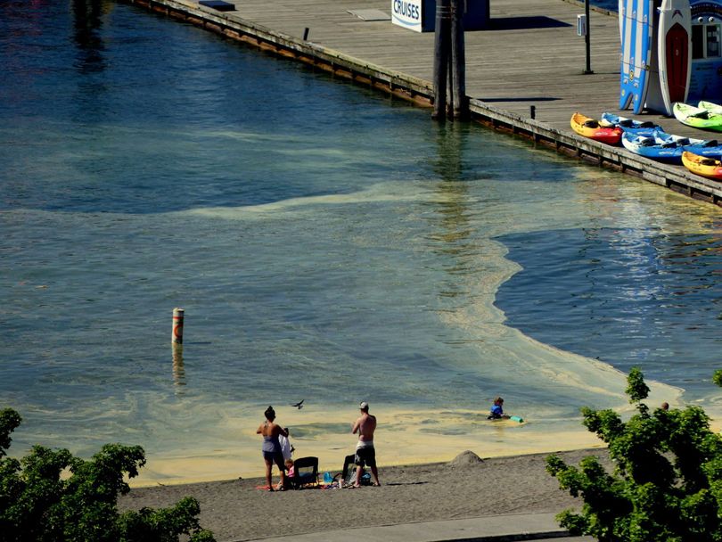 Don Sausser photo of the pollen on Lake Cda.