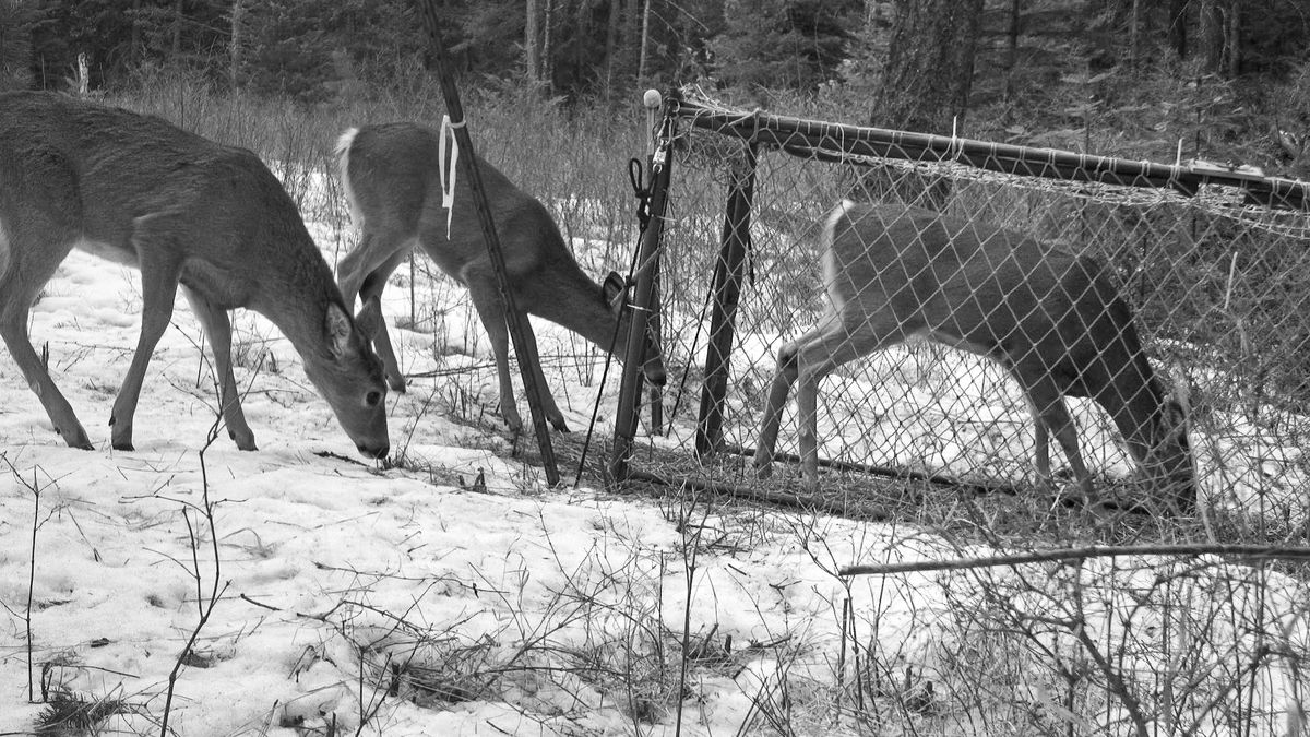 Deer walking into a trap for the Washington Department of Fish and Wildlife’s Predator-Prey Project.  (Courtesy of Benjamin Drummond)