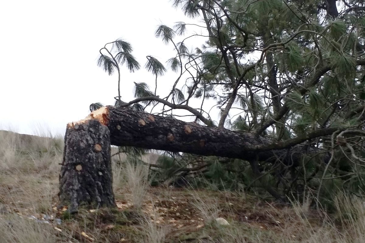 A live pine tree cut down with an ax on the South Hill Bluff below 37th and High Drive. (Chris Lang)