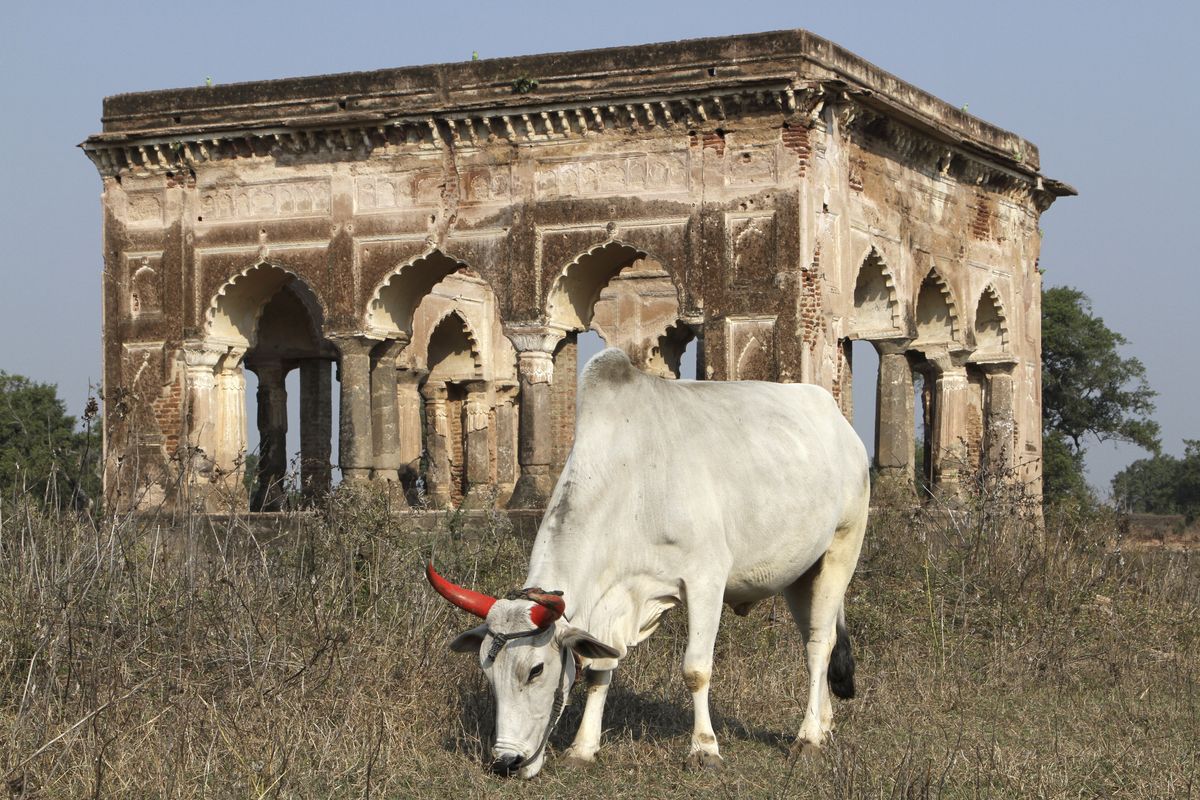 A cow grazes on the grounds near Mogul Queen Mumtaz Mahal’s first resting place after death in Burhanpur, India. (Associated Press)