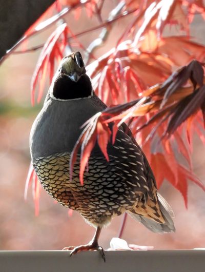 A male California Quail stands surrounded by Japanese maple leaves in the backyard.  (Courtesy of Mary Jo Stauner)