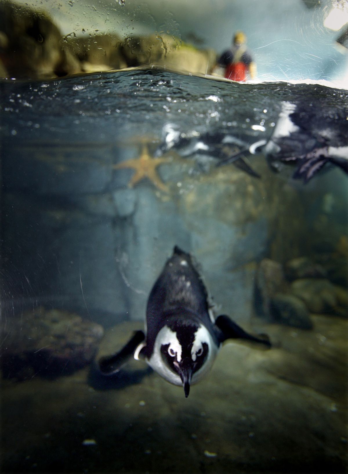 A penguin goes for a swim while its habitat gets an early-morning cleaning at the Monterey Bay Aquarium. The popular tourist destination is celebrating its silver anniversary this year, but for the critters there, it’s just another day at the office. Los Angeles Times (Los Angeles Times)
