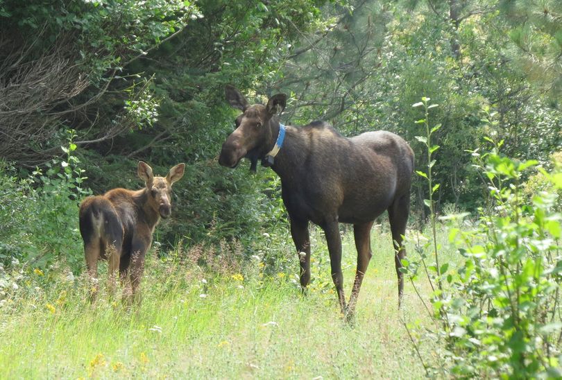 A calf moose stands by its mother, wearing a radio collar Washington Fish and Wildlife researchers attached in winter 2014 for a multiyear study. (Courtesy of James Goerz)