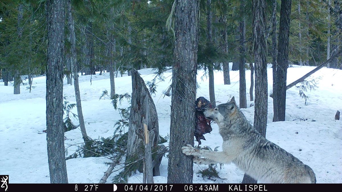 A gray wolf samples a wildlife researcher