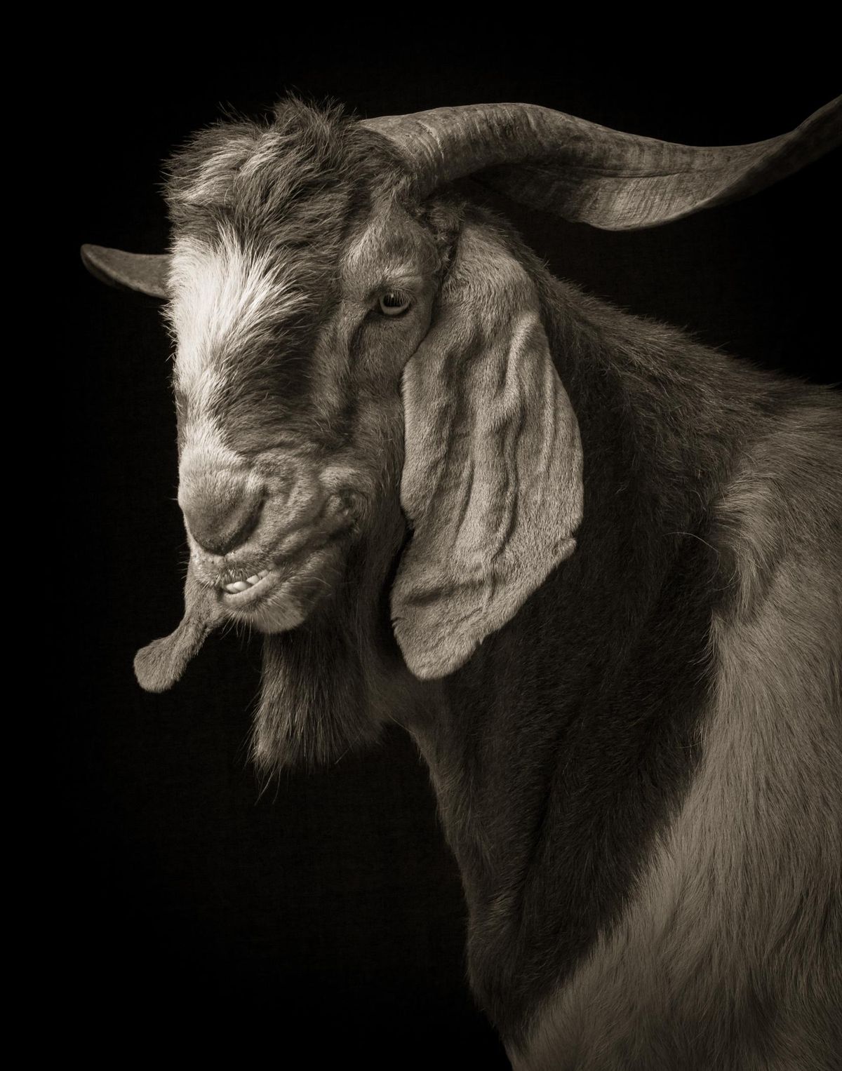 “Jake No. 1,” from Kevin Horan’s “Goats and Sheep: A Portrait Farm.” (Kevin Horan)