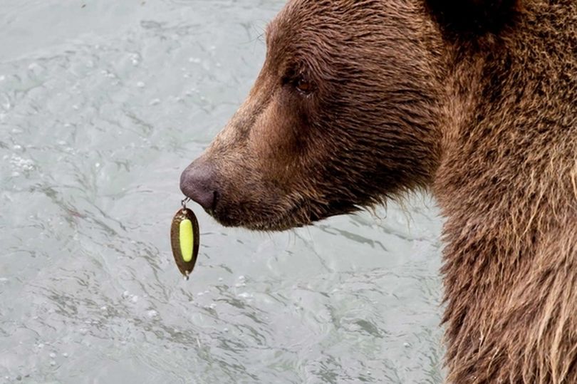 A male bear cub along the Chilkoot River is hooked through the nose by a Pixie lure Aug. 13, 2011. The lure was still in place on Aug. 19 but by Aug 21, the pixie had been removed.  (Ron Horn / Associated Press)