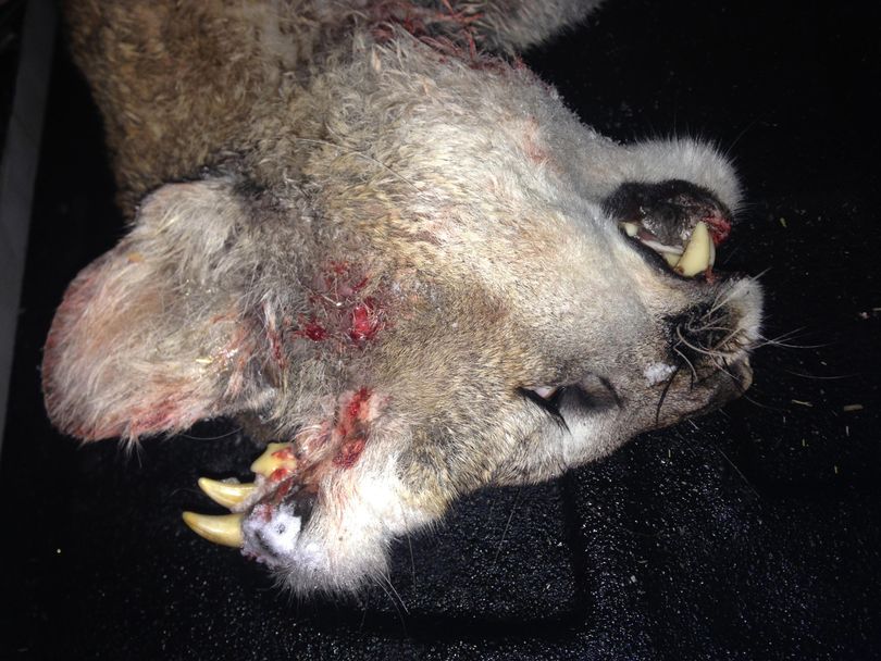 A deformed mountain lion with teeth growing out of its forehead is seen in this Dec. 30 photo.