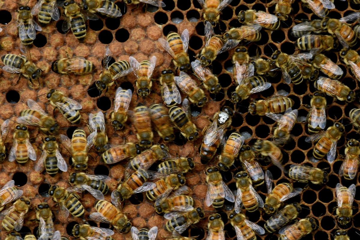 Inside Maia Timm’s honeybee hive, the queen (white marking on head) lays eggs in hexagon-shaped cells. The tan coverings are beeswax caps placed over each larva cell as the pupa stage begins.  (Ann Cameron Siegal/For the Washington Post)