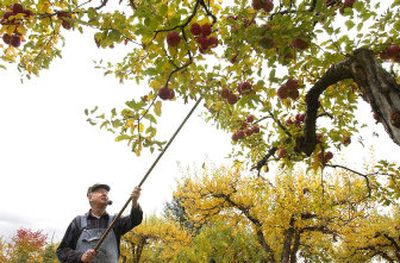 
Gene Alsperger gathers apples in his Spokane Valley orchard Tuesday. He has more than 100 trees and donates most of the fruit. 
 (Joe Barrentine / The Spokesman-Review)